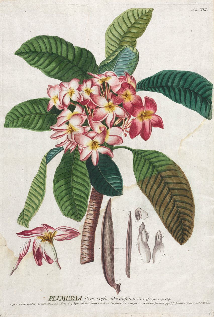 Plantae Selectae : No. 41 - Georg Dionysius Ehret