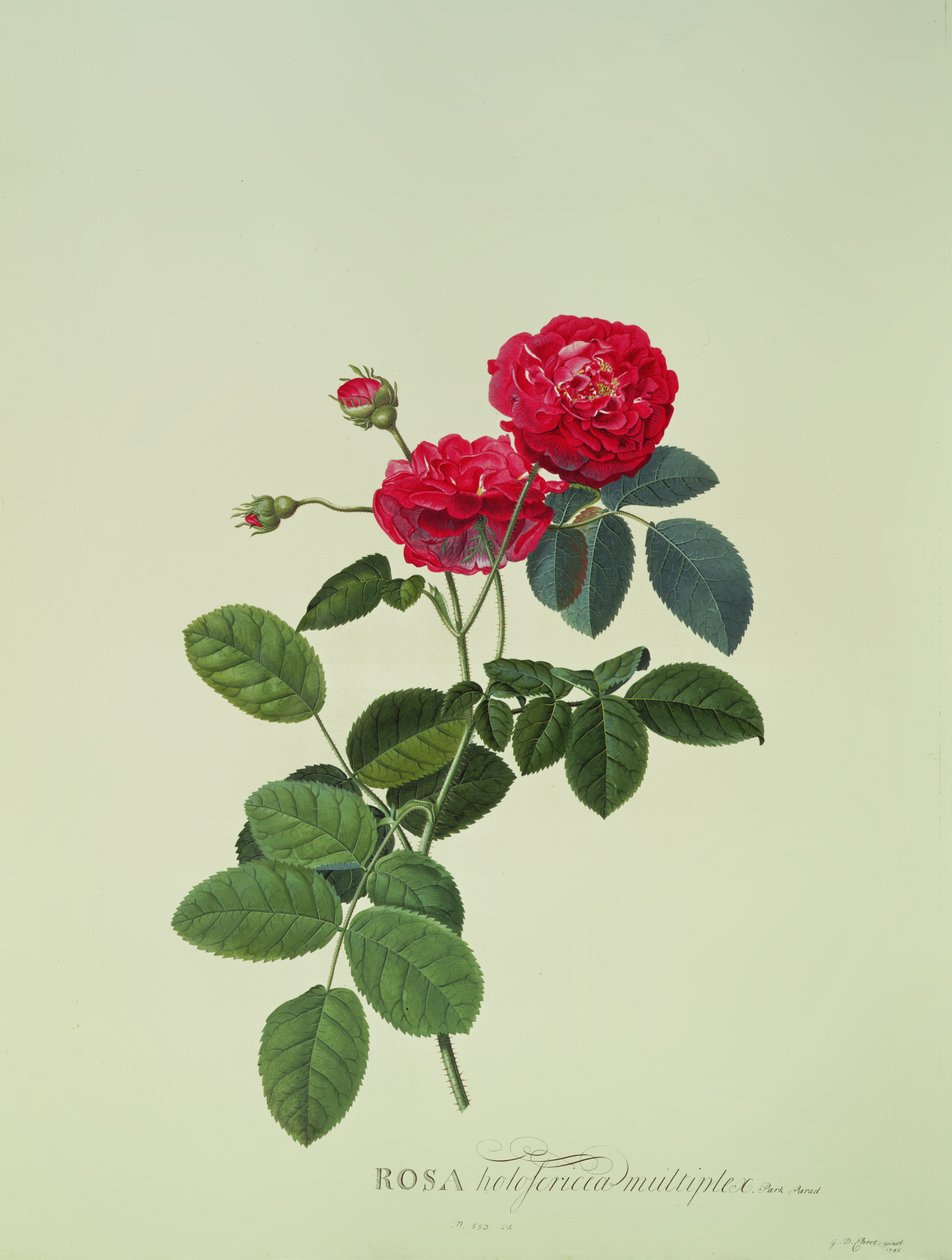 Rosa : Holoferica multiplex (Park Parade) - Georg Dionysius Ehret