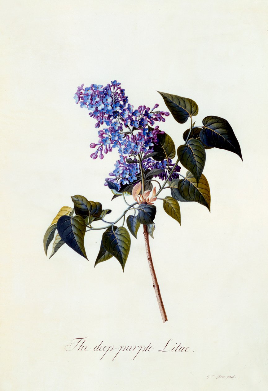 Le Lilas pourpre foncé - "Georg Dionysius Ehret