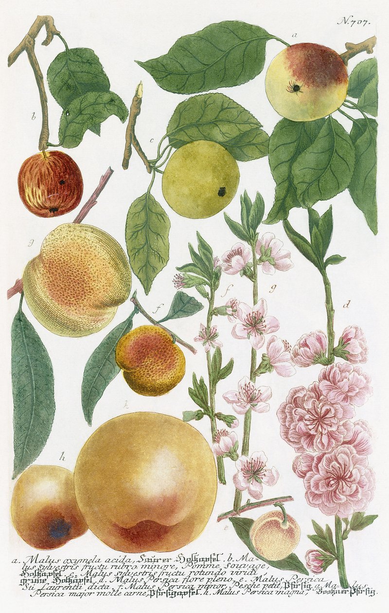 Diverses pommes - Georg Dionysius Ehret