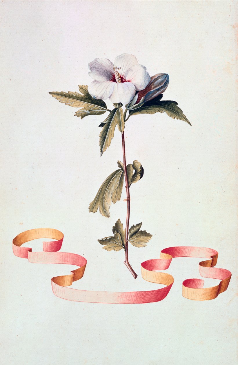 Hibiscus blanc - Georg Dionysius Ehret
