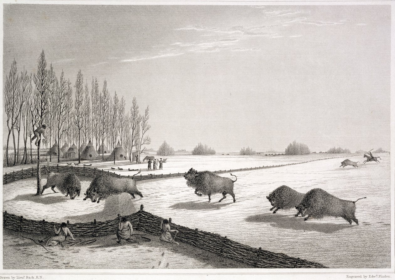 Un enclos à bisons, de 