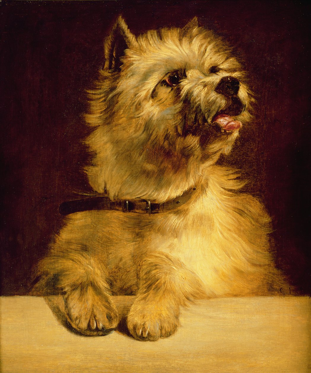 Cairn Terrier - George Earl