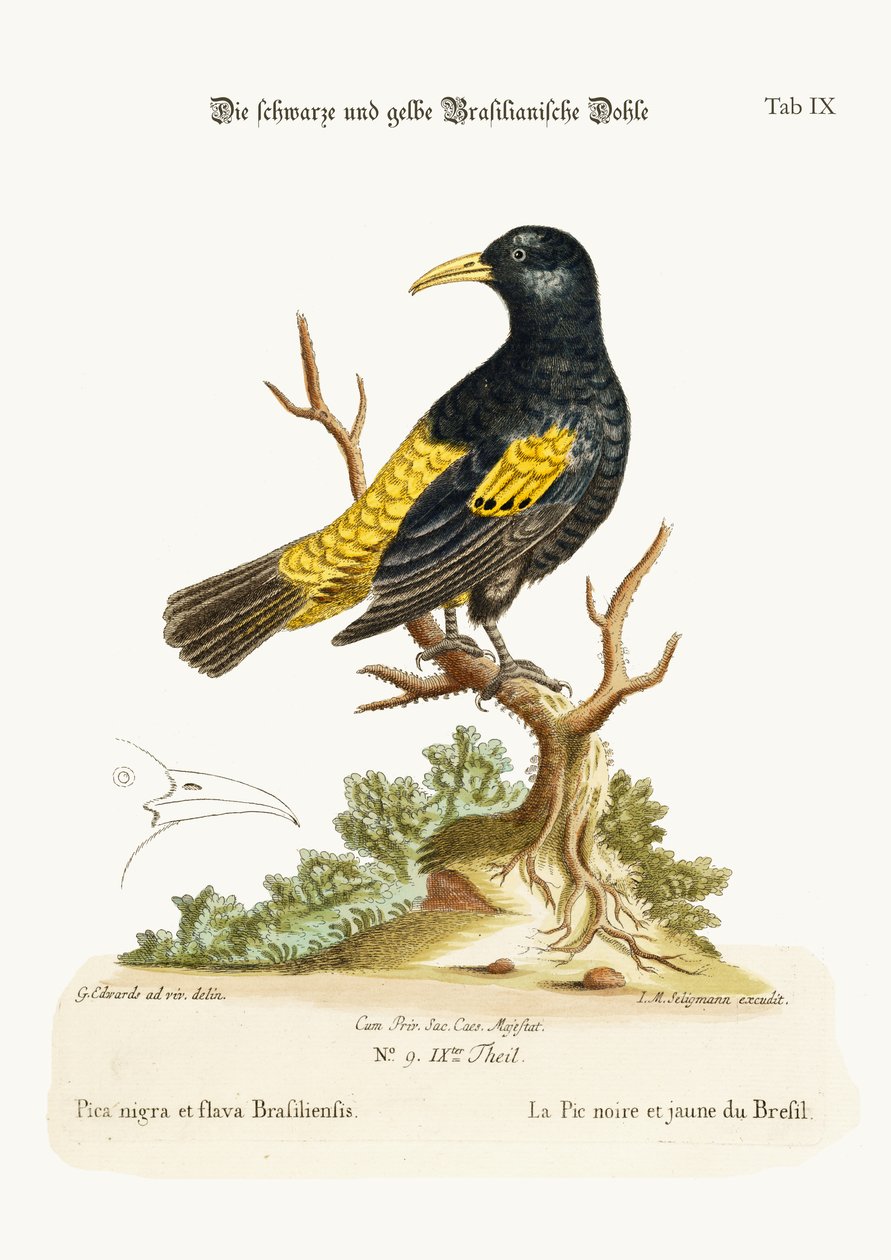 Le corbeau noir et jaune du Brésil, 1749-73 - George Edwards