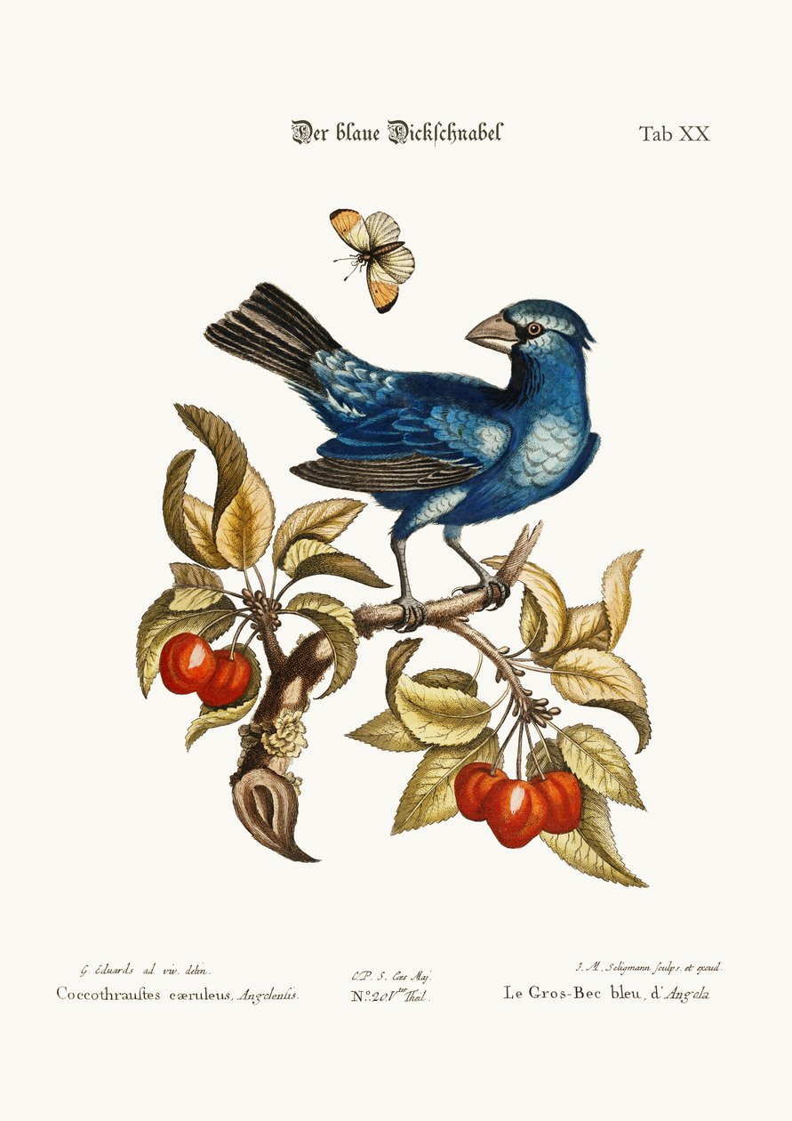 Le Gros-bec bleu d