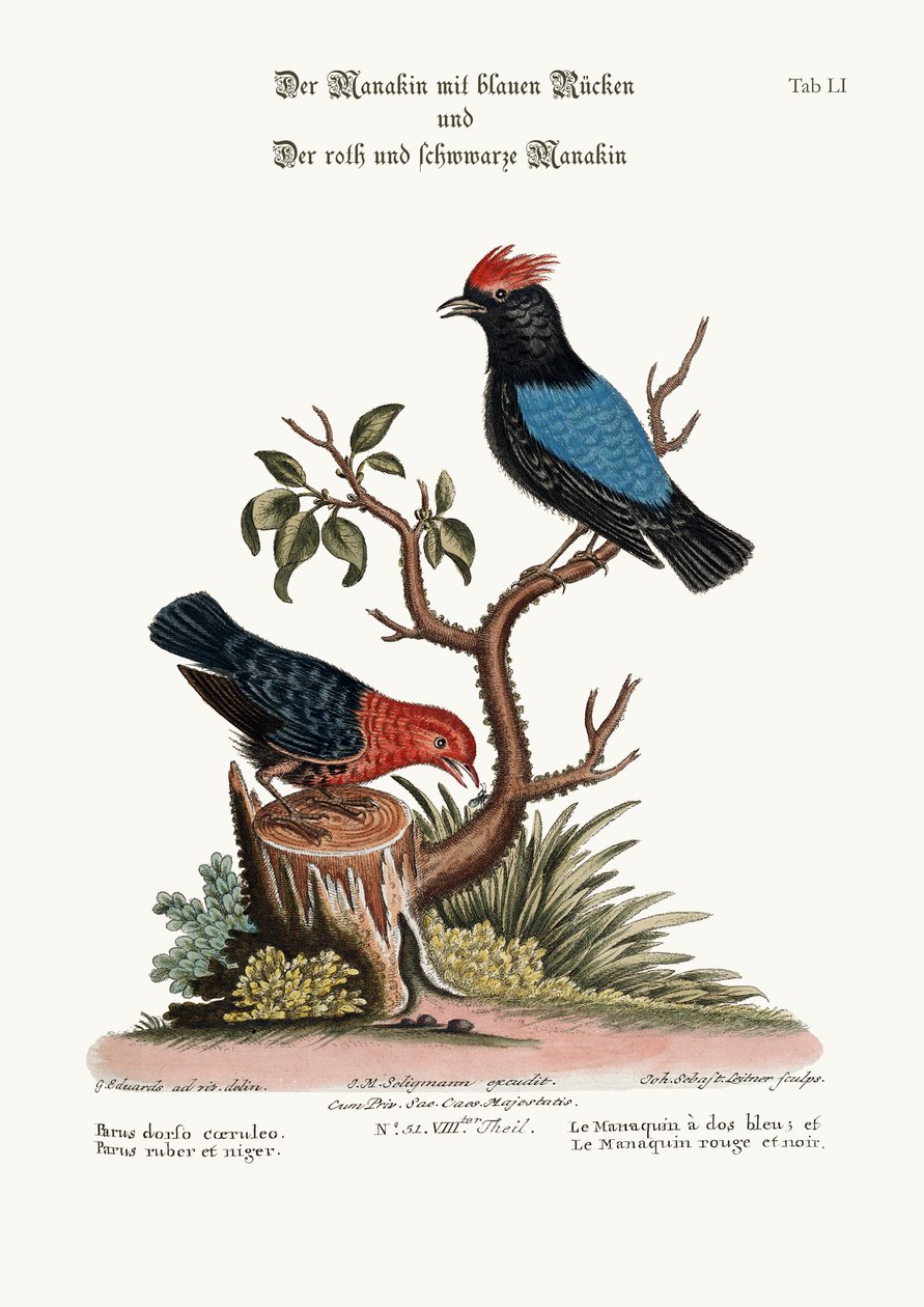 Le Manakin à dos bleu et le Manakin rouge et noir, 1749-73 - George Edwards