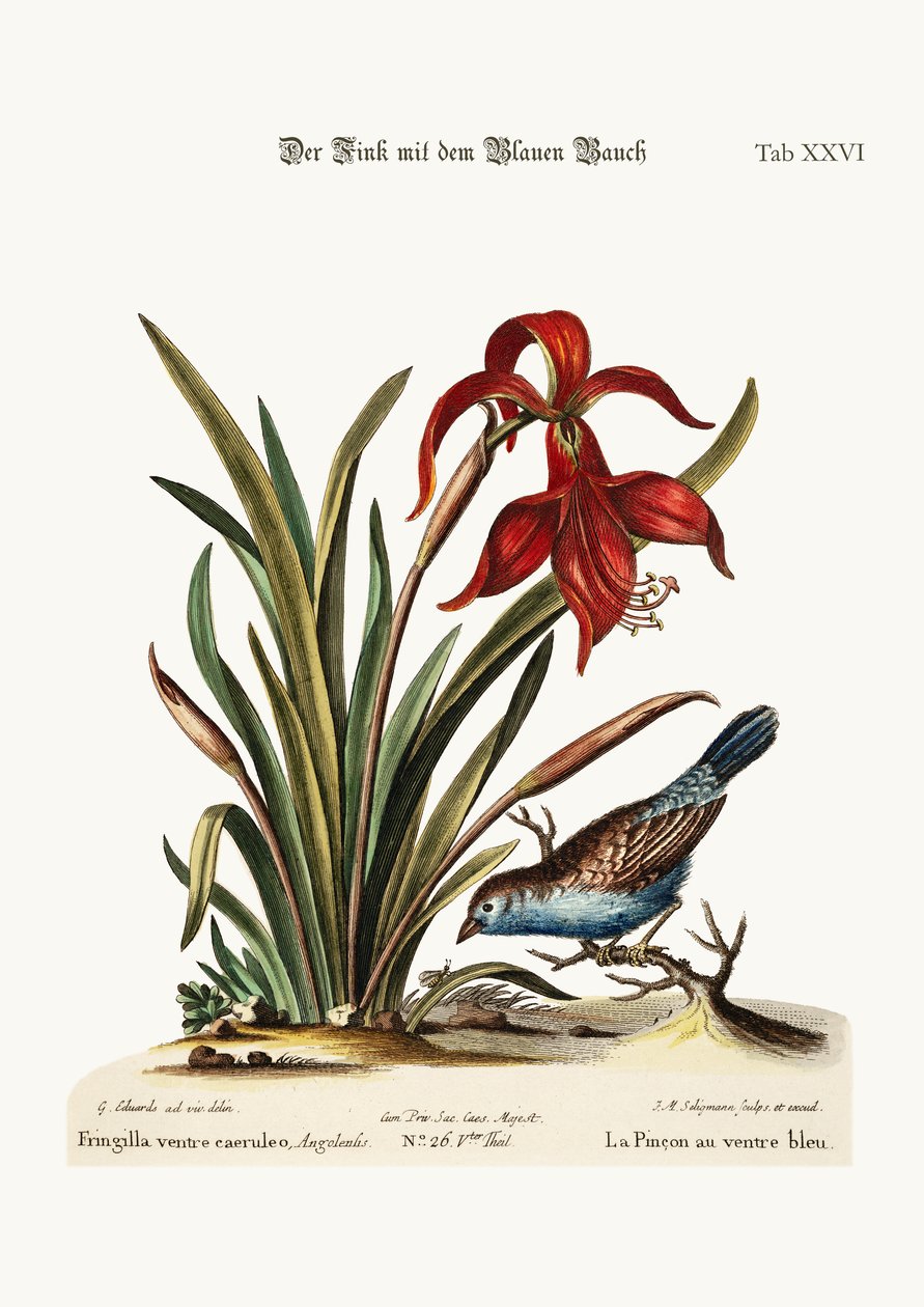 Le pinson à ventre bleu. Le Narcisse Jacobea, 1749-73 - George Edwards