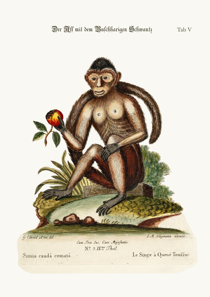 Le singe à queue touffue, 1749-73 - George Edwards
