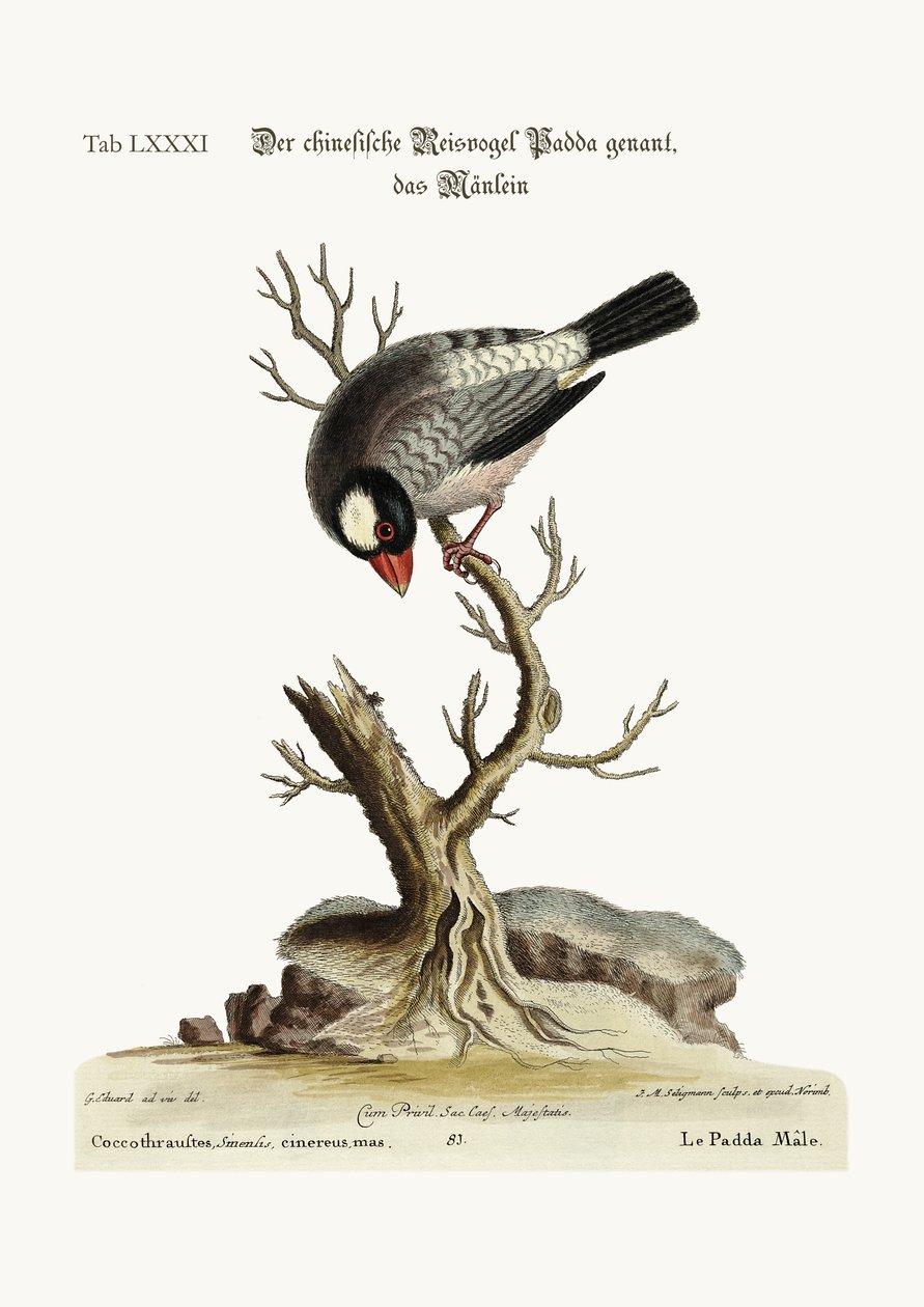 Le Cock Padda ou oiseau de riz, 1749-73 - George Edwards