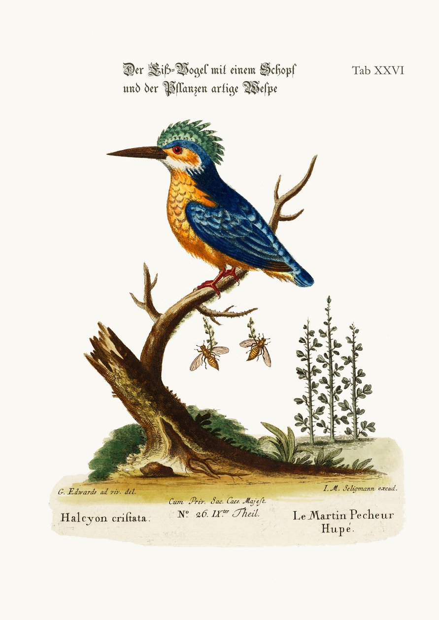 Le Martin-pêcheur huppé, 1749-73 - George Edwards