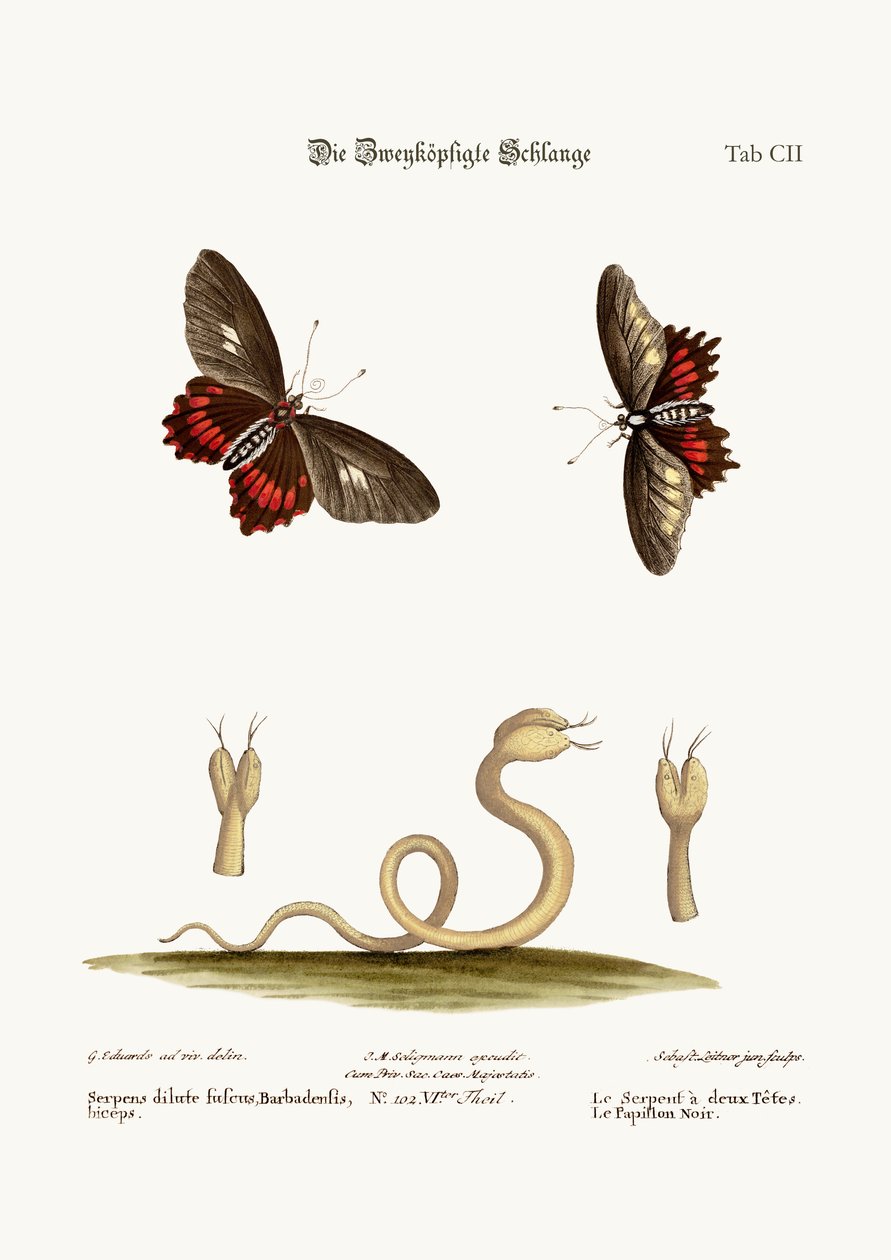 Le Serpent à deux têtes. Les Papillons noirs, 1749-73 - George Edwards