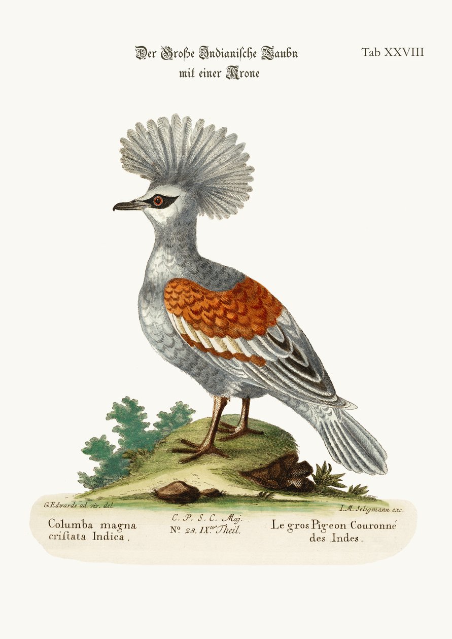 Le grand pigeon couronné indien, 1749-73 - George Edwards