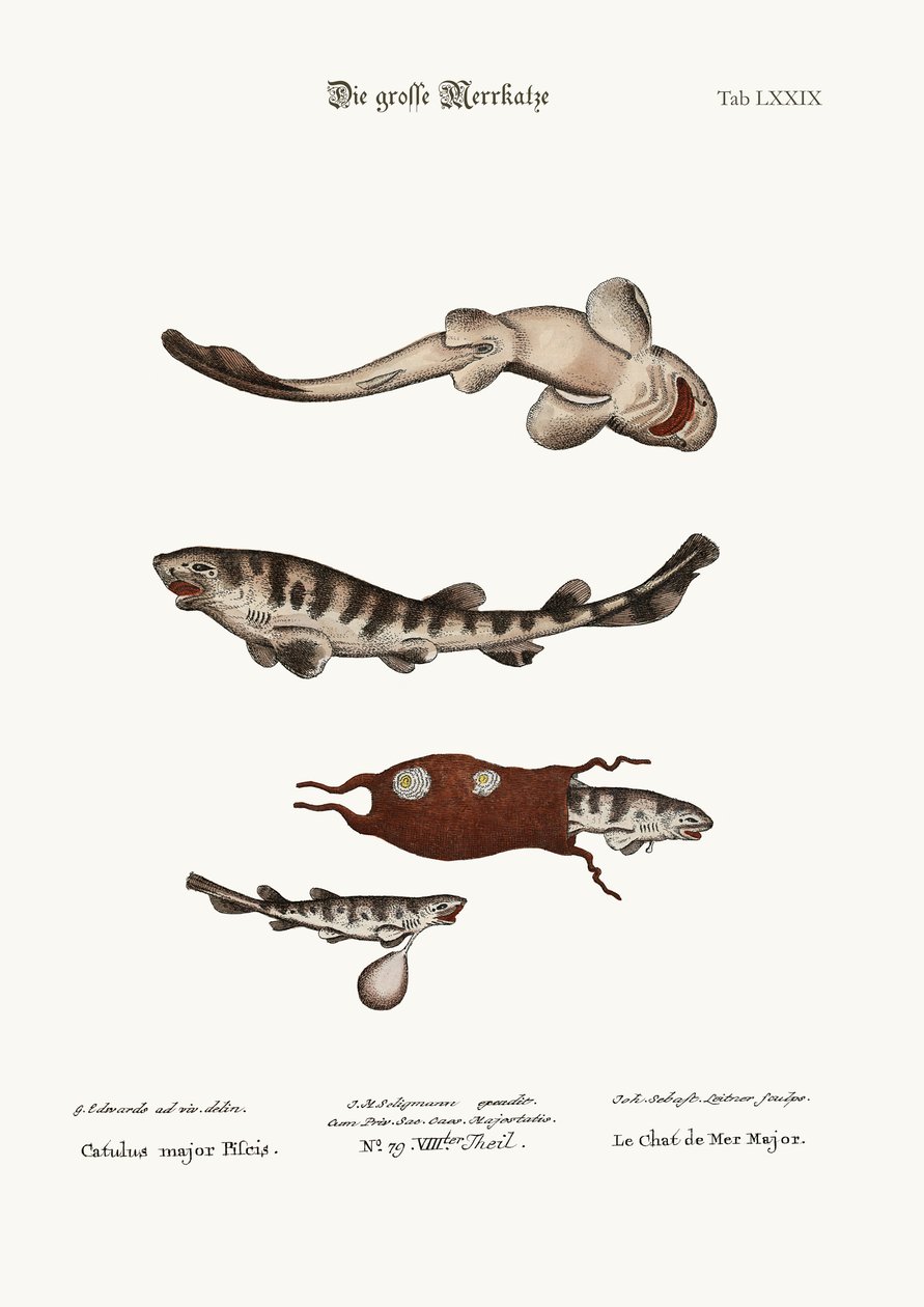 Le grand poisson-chat, 1749-73 - George Edwards