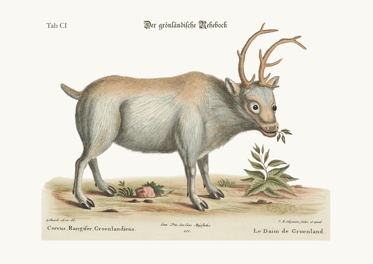 Le cerf du Groenland, 1749-73 - George Edwards