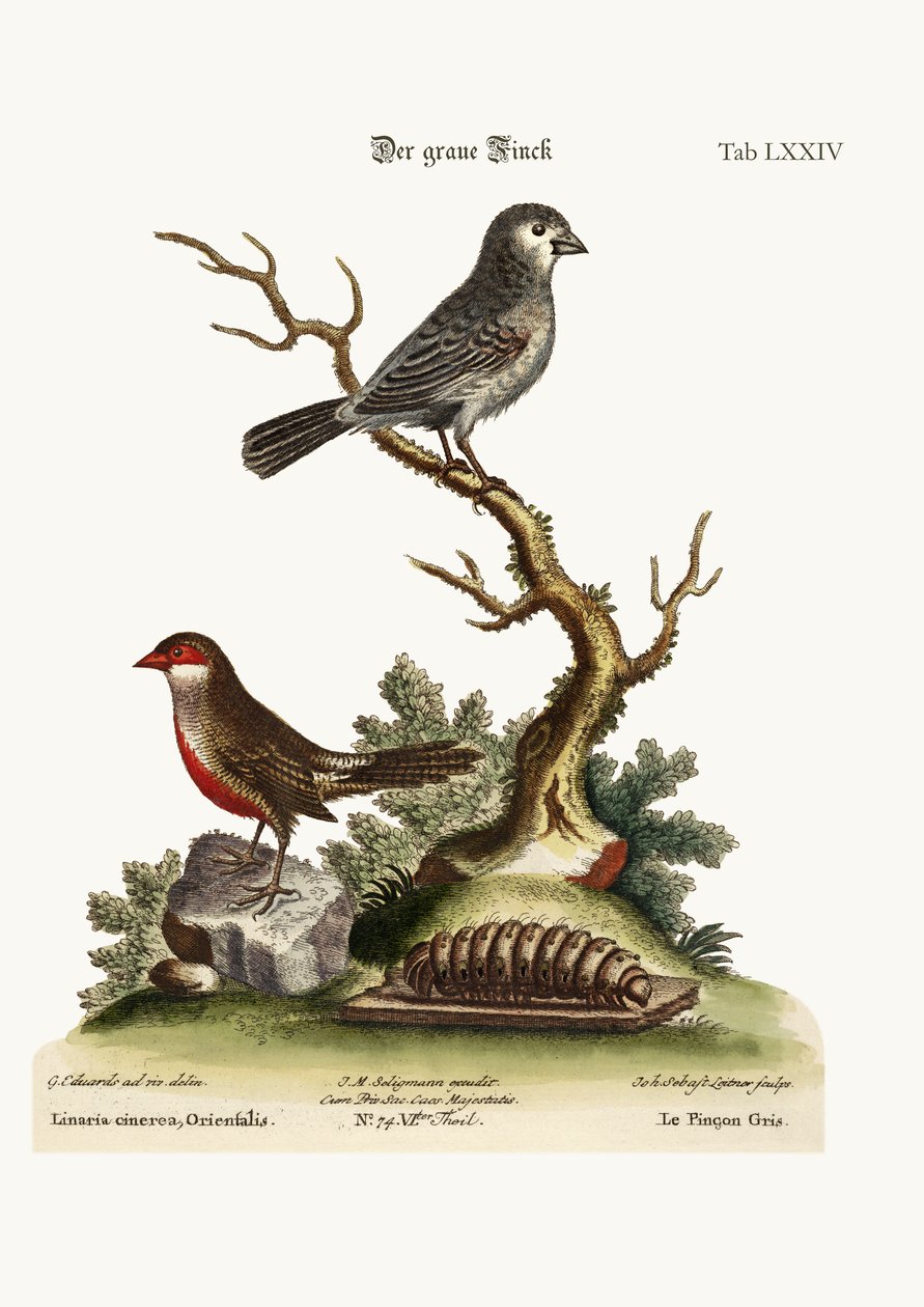 Le Pinson Gris. Le Bill de Cire, 1749-73 - George Edwards