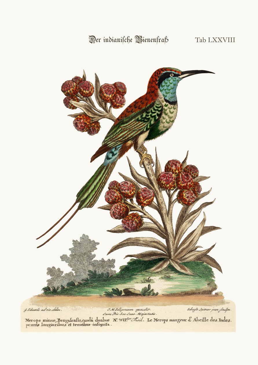 Le Guêpier indien, 1749-73 - George Edwards