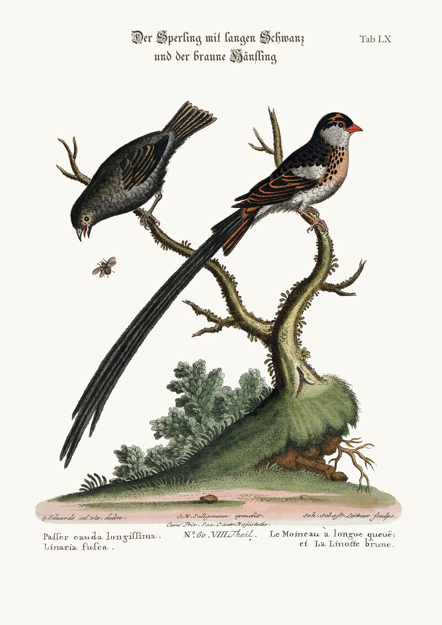 Le moineau à longue queue et le linotte sombre, 1749-73 - George Edwards