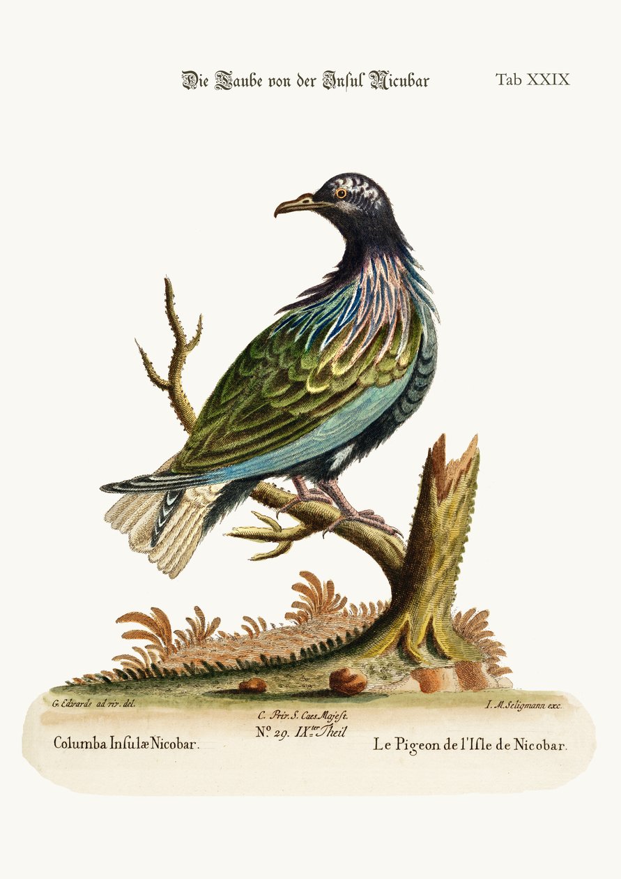 Le pigeon de l