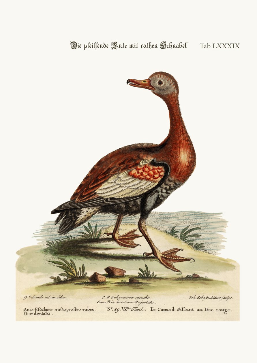 Le canard siffleur à bec rouge - George Edwards