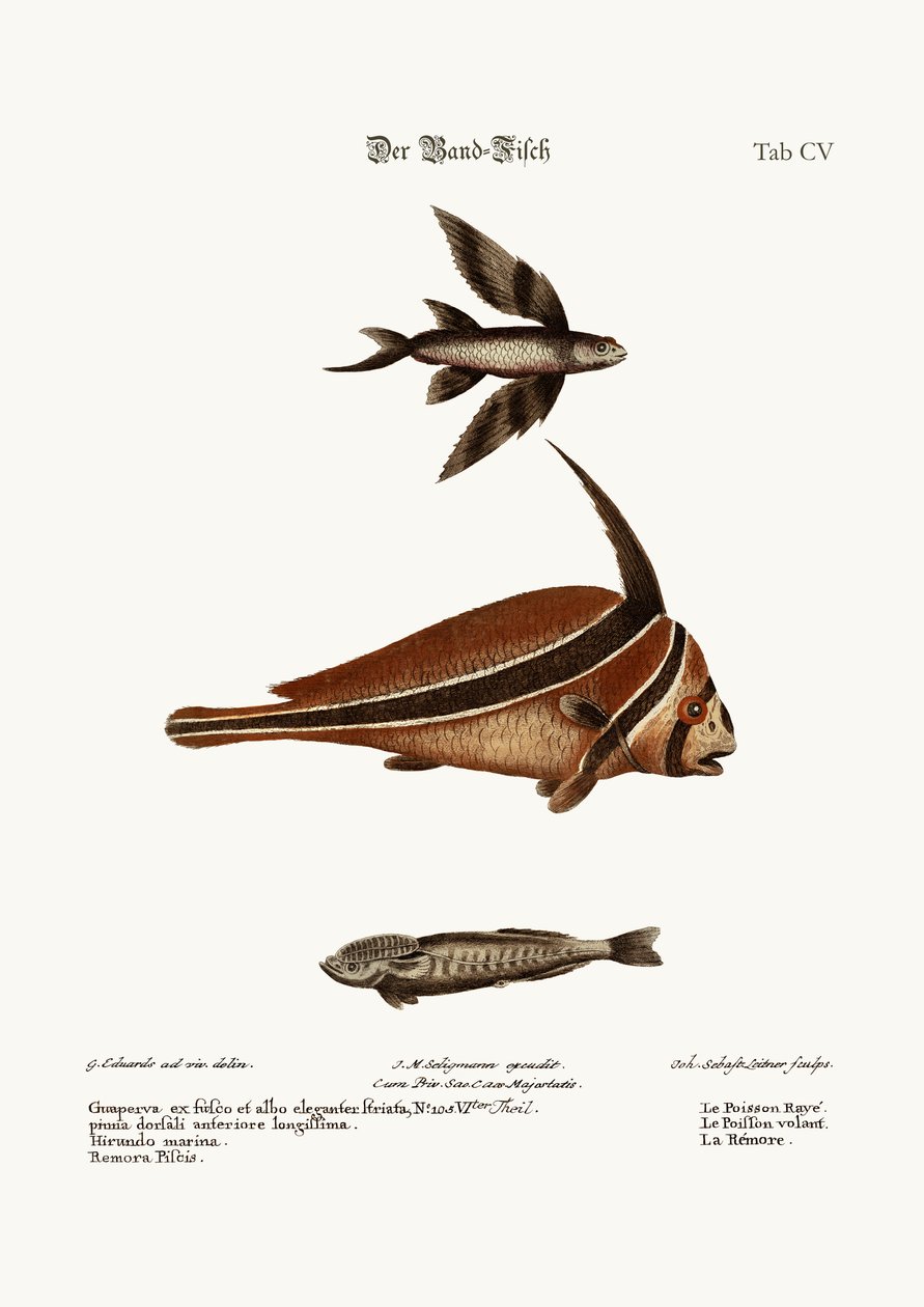 Le Poisson-ruban, 1749-73 - George Edwards