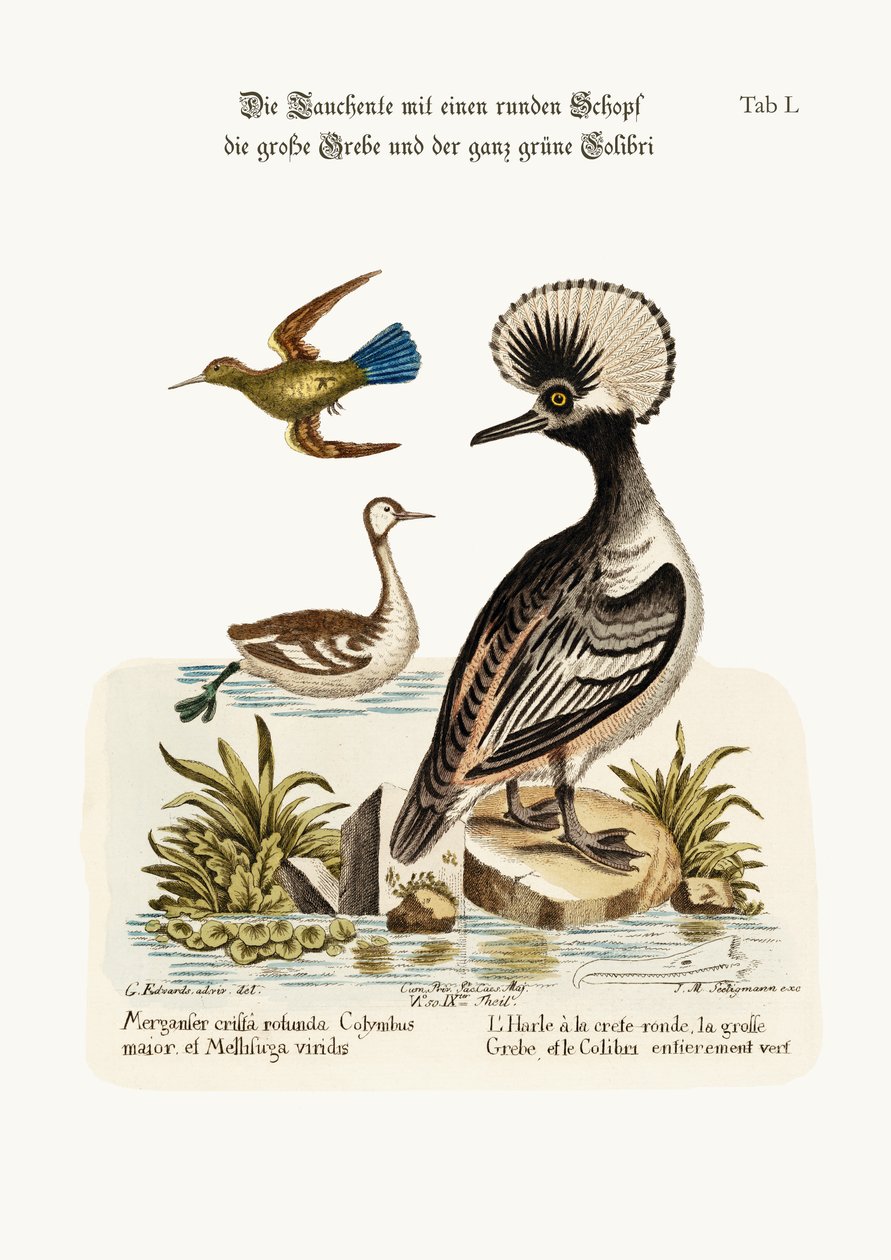 Le canard à crête ronde, le grand grèbe et le colibri tout vert, 1749-73 - George Edwards