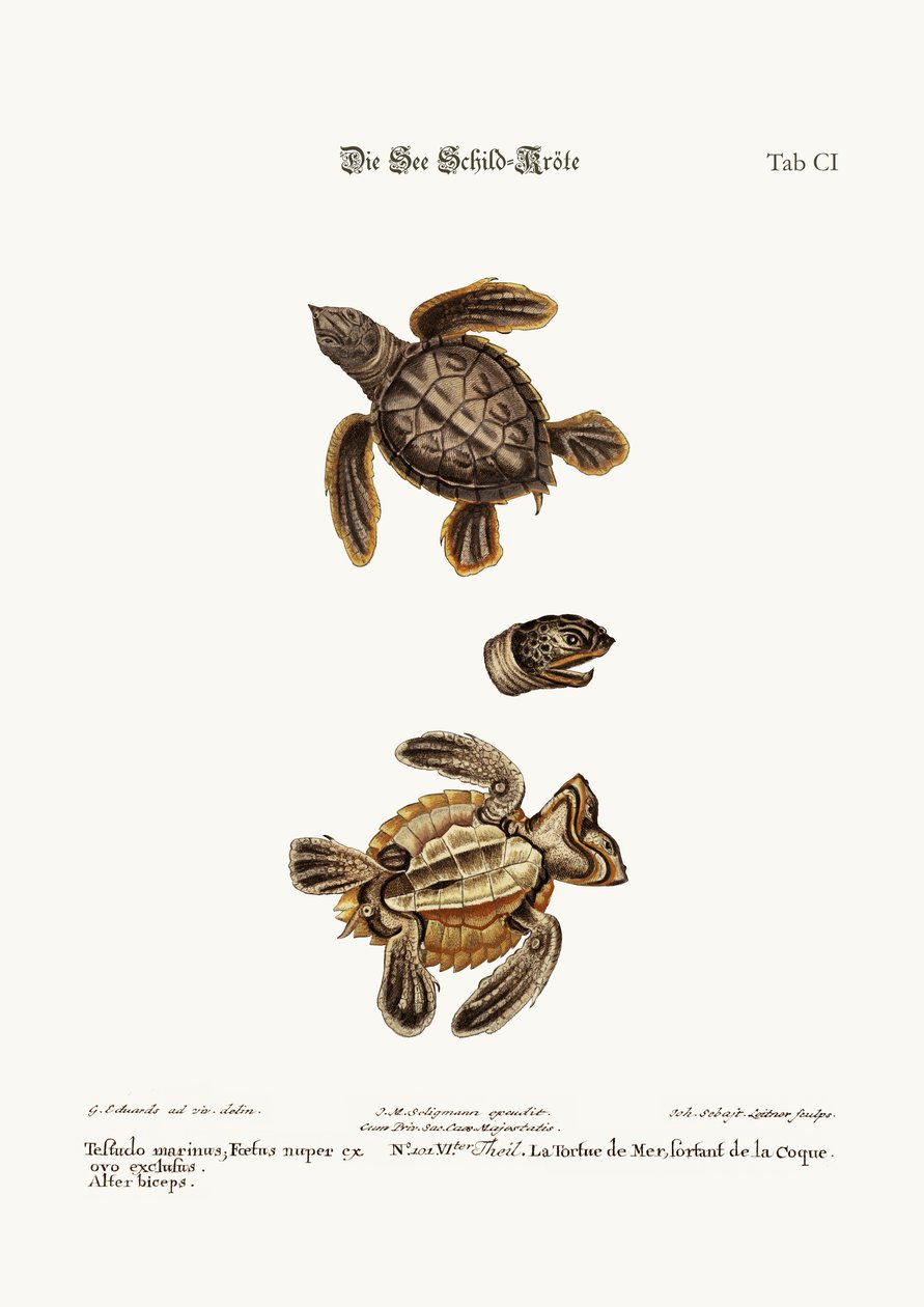 La tortue de mer, 1749-73 - George Edwards