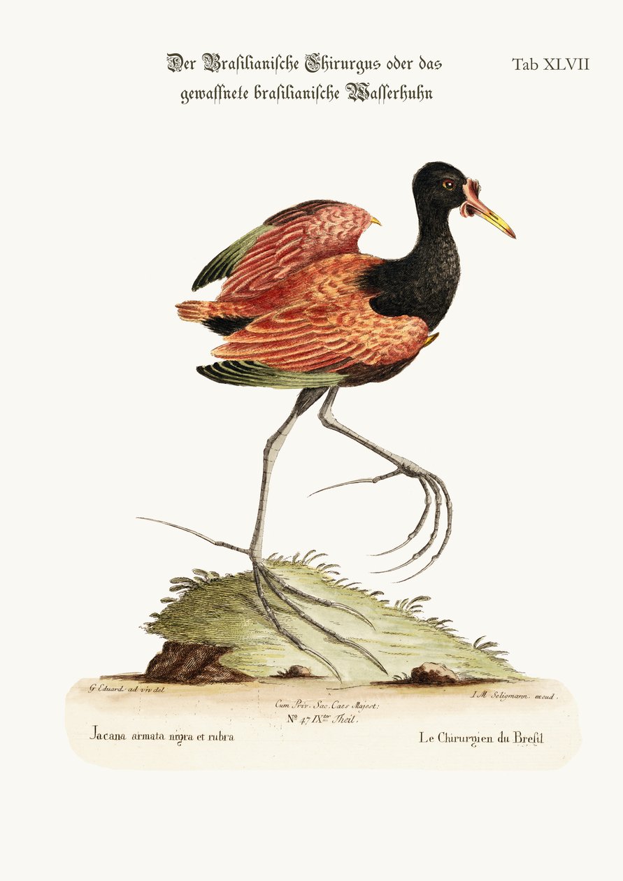 La Poule d