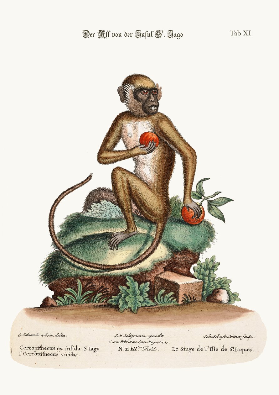 Le singe de St. Jago, 1749-73 - George Edwards