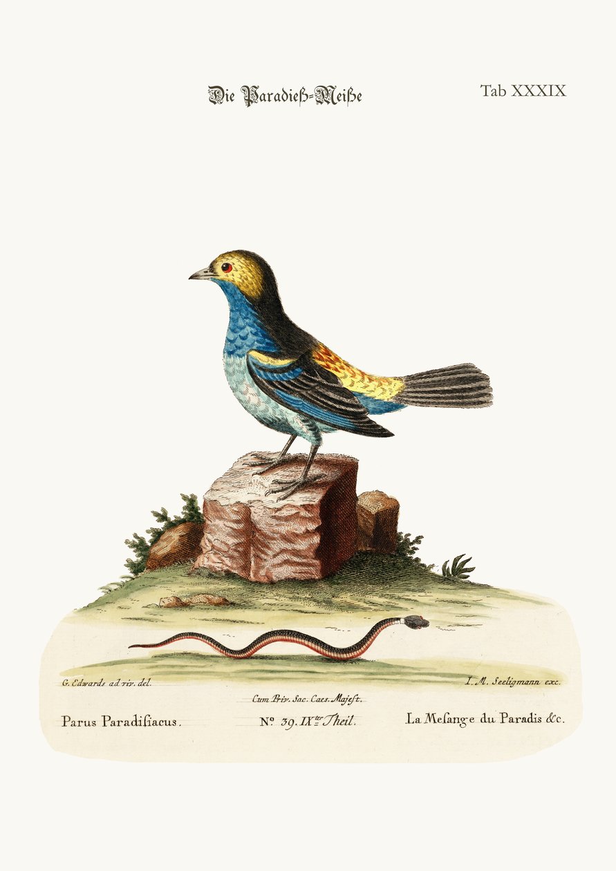 La mésange du paradis, 1749-73 - George Edwards