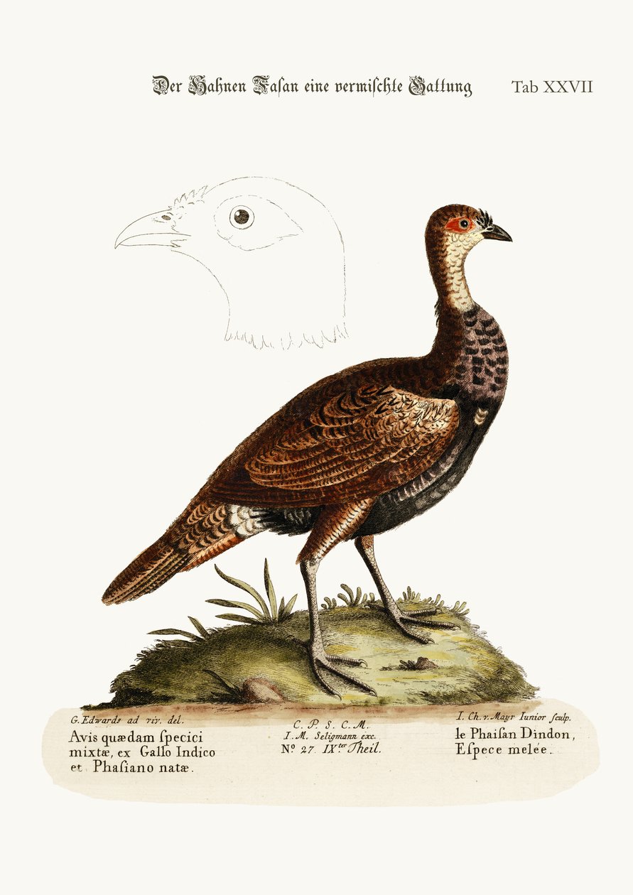 Le dindon-pheasant, une espèce mixte, 1749-73 - George Edwards