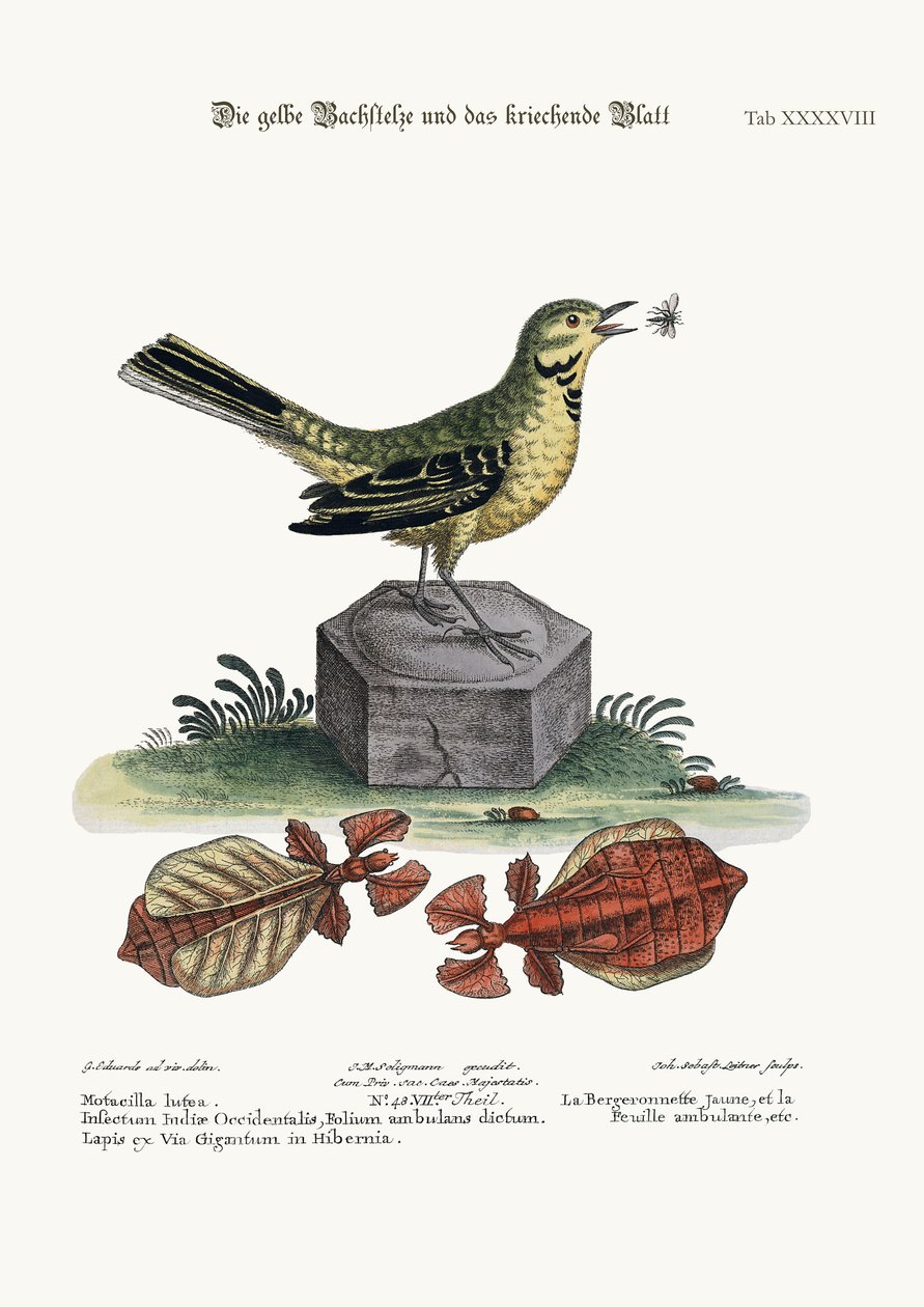 La Bergeronnette jaune et la Feuille marchante, 1749-73 - George Edwards