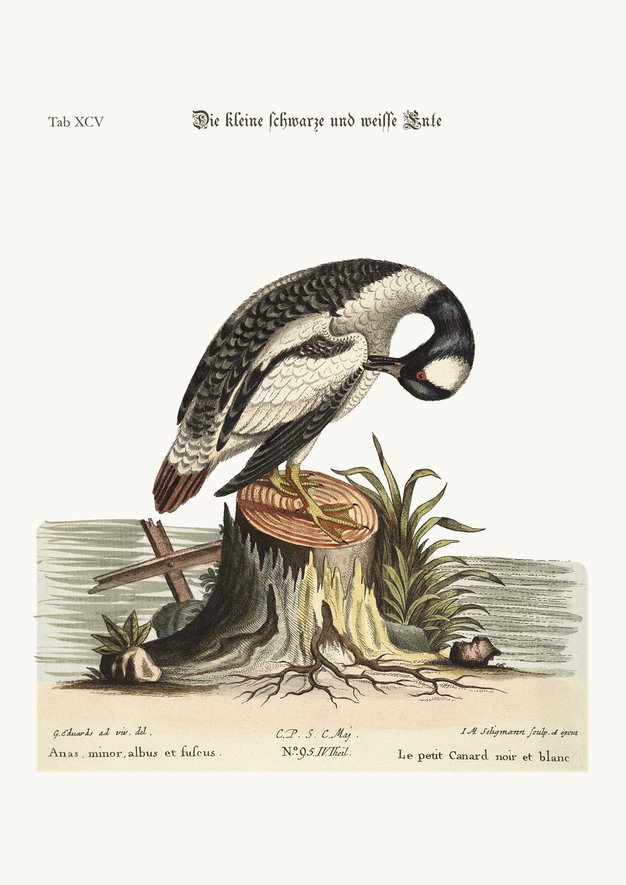 Le petit canard noir et blanc, 1749-73 - George Edwards