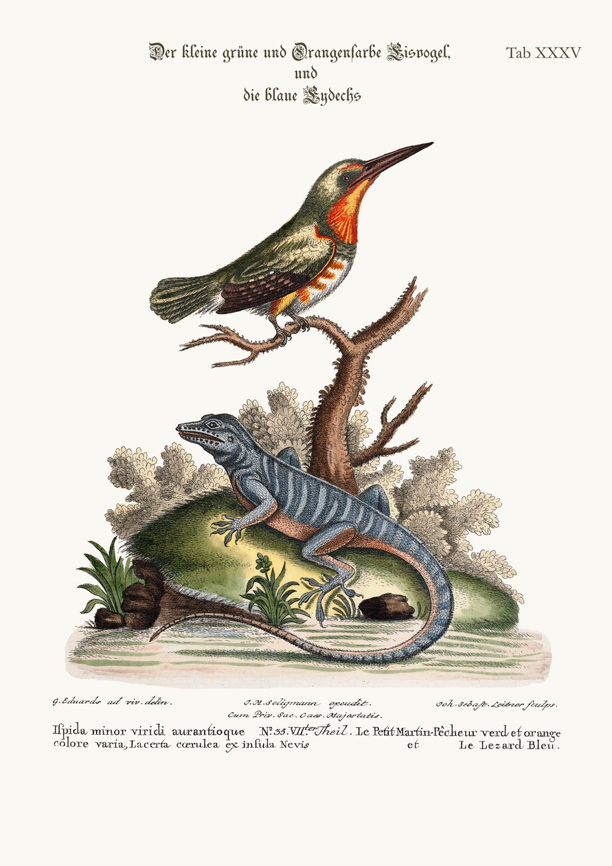 Le petit martin-pêcheur vert et orange et le lézard bleu, 1749-73 - George Edwards