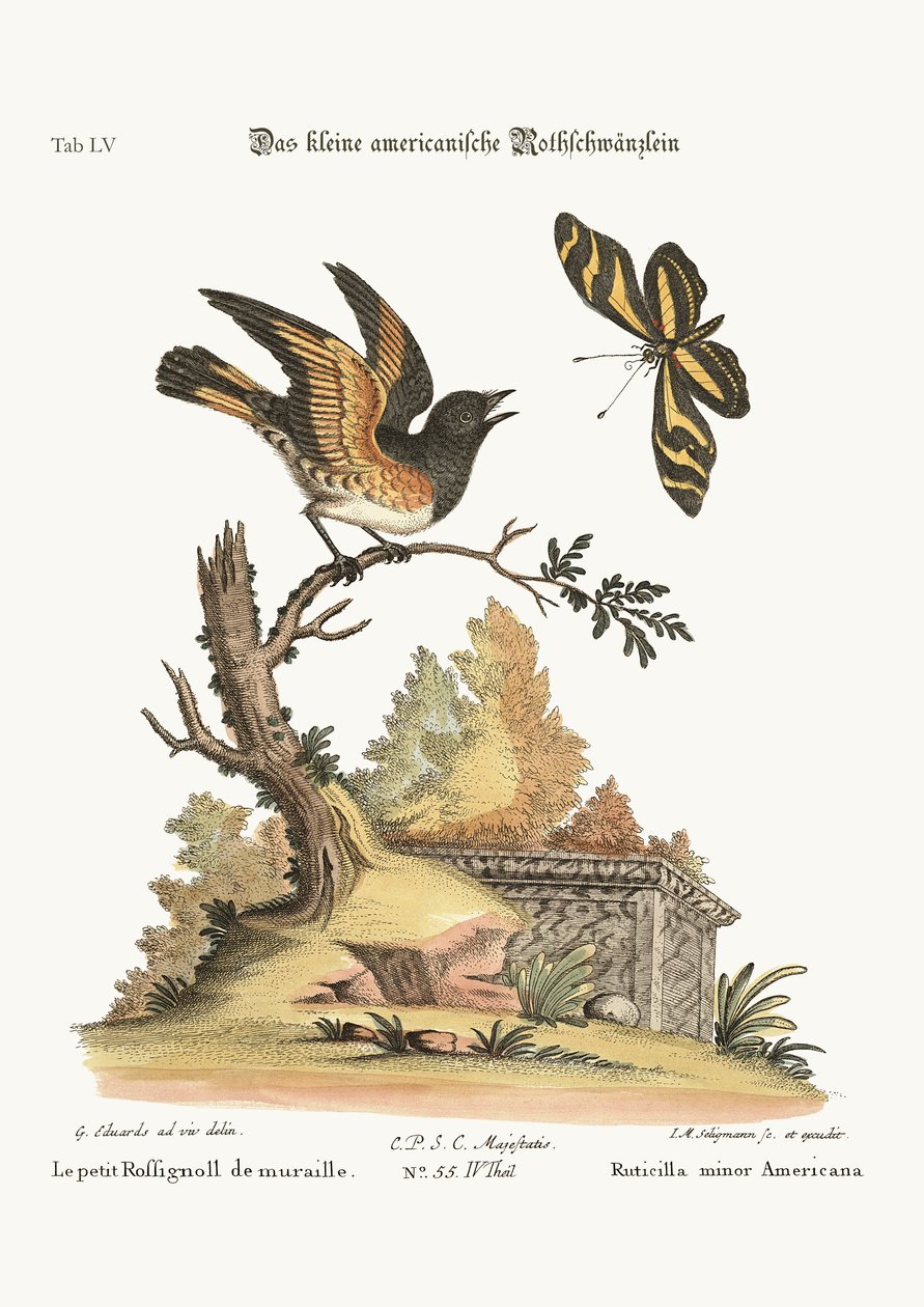 Le petit Paruline flamboyante, 1749-73 - George Edwards