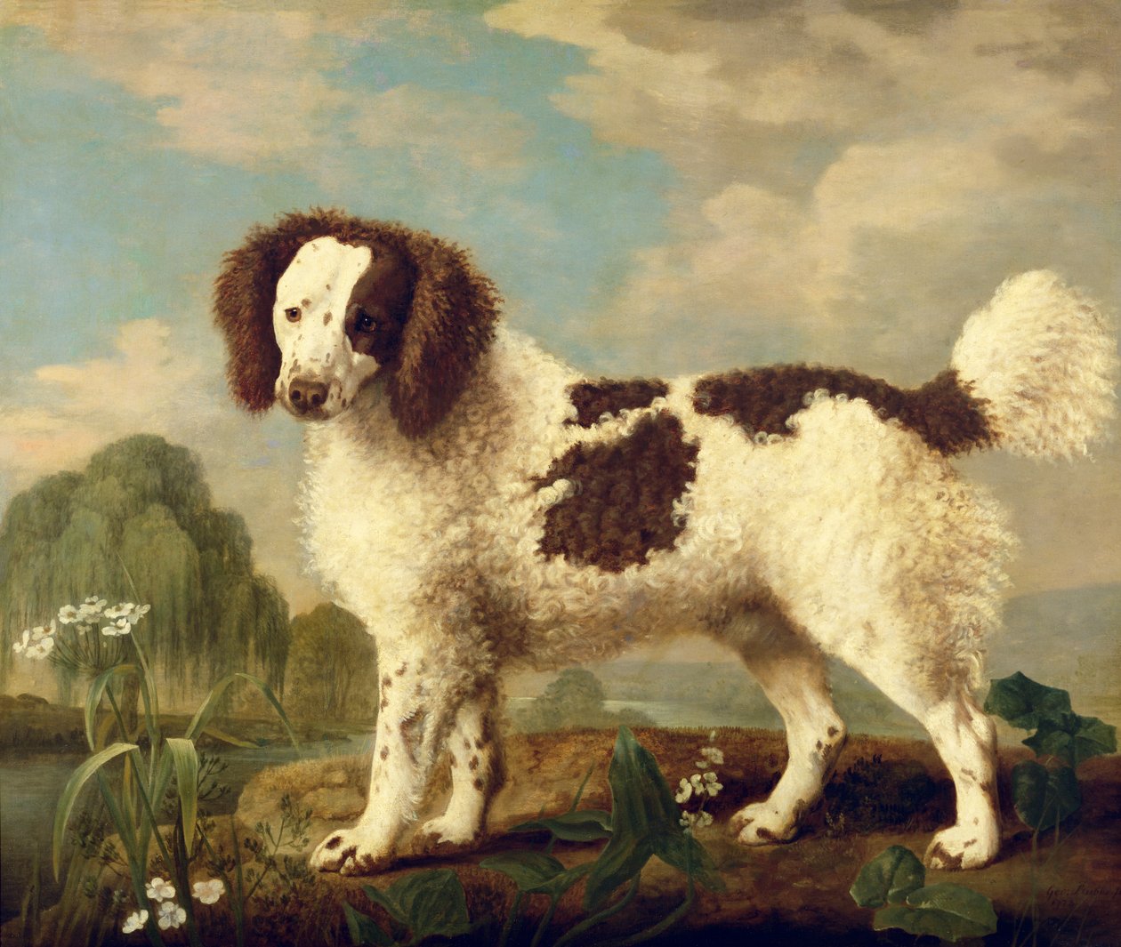 Épagneul de Norfolk brun et blanc, 1778 - George Stubbs