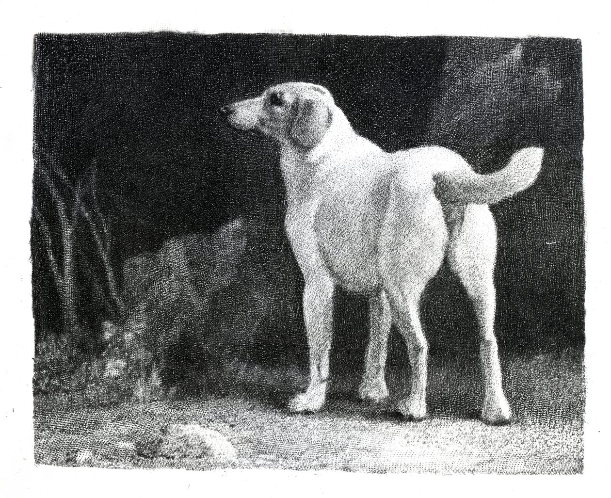 Chien, 1788 - George Stubbs