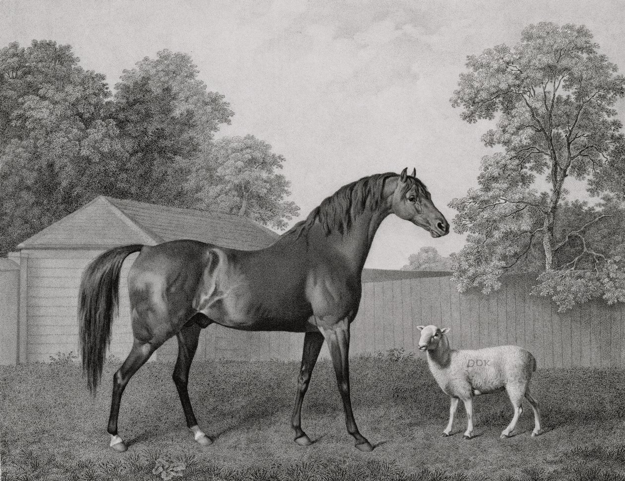 Dungannon, gravé par George Townley Stubbs (1756-1815) pub. 1794 - George Stubbs