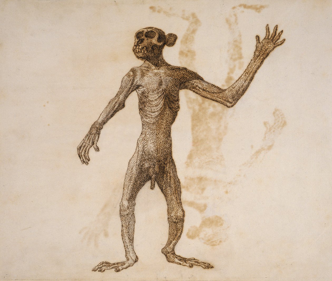 Singe debout, vue antérieure - George Stubbs