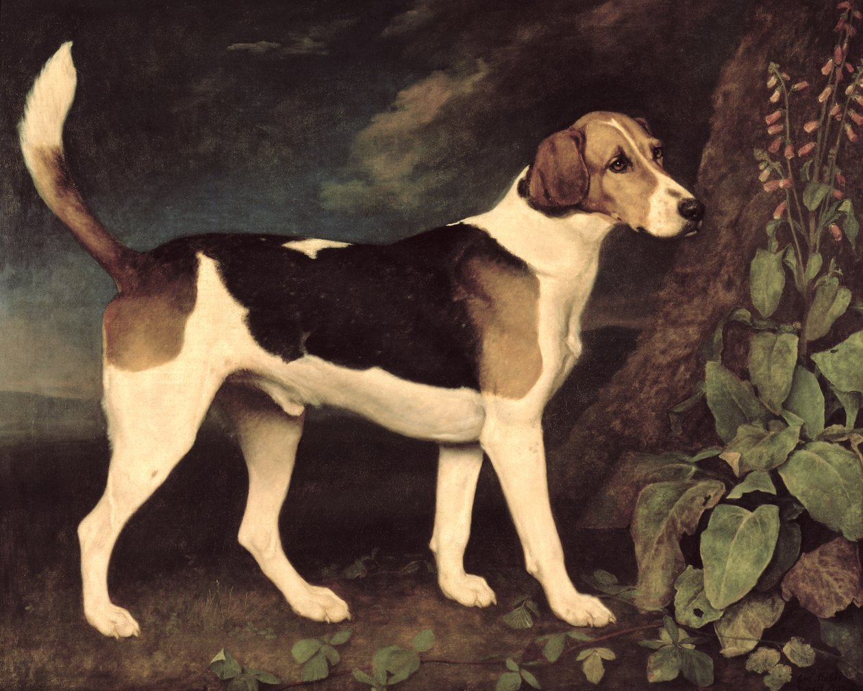 Ringwood, un foxhound de Brocklesby, 1792 - George Stubbs