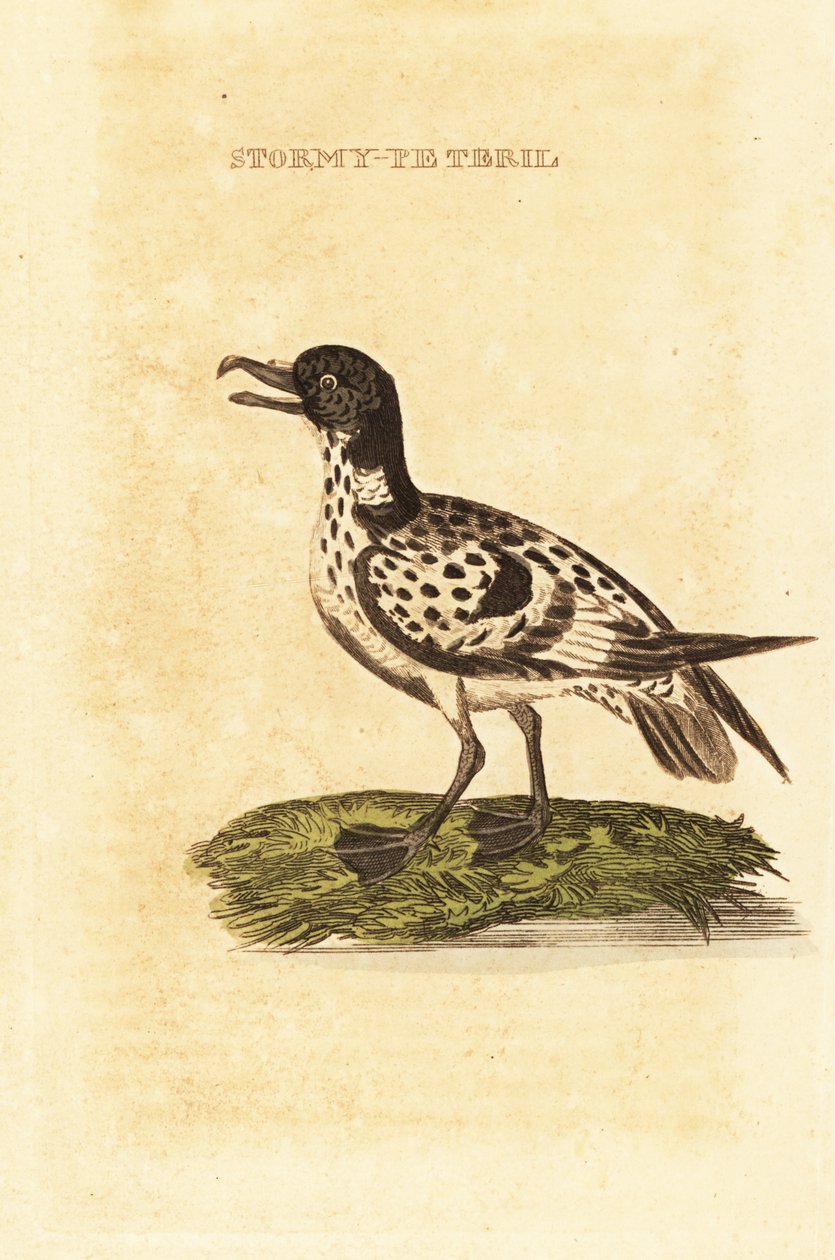 Pétrel de Wilson, Daption capense - George (after) Edwards