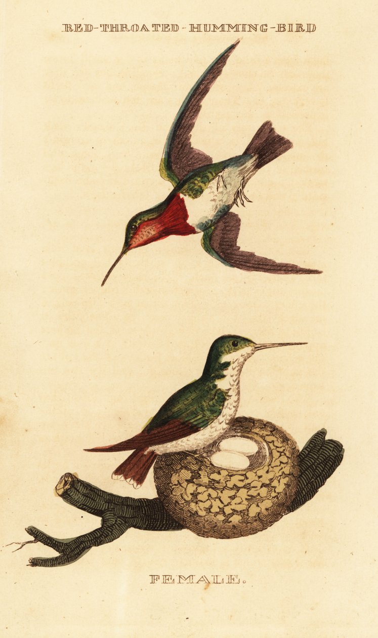 Colibri à gorge rubis, Archilochus colubris - George (after) Edwards