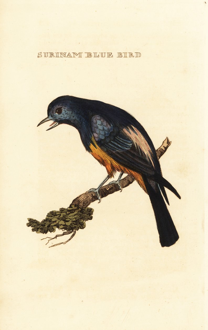 Tangara à poitrine argentée, Tangara velia - George (after) Edwards