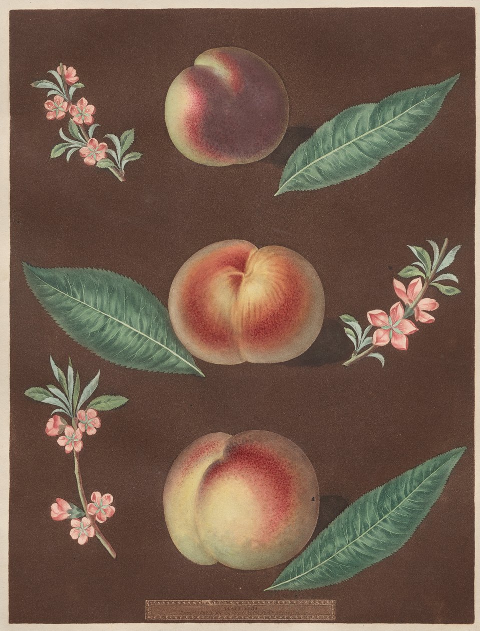 Pomona Britannica : N° 33 - Pêches - George Brookshaw