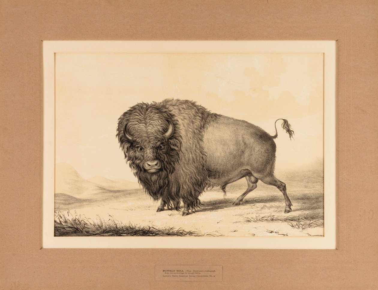 Buffalo Bull--no. 2 - George Catlin