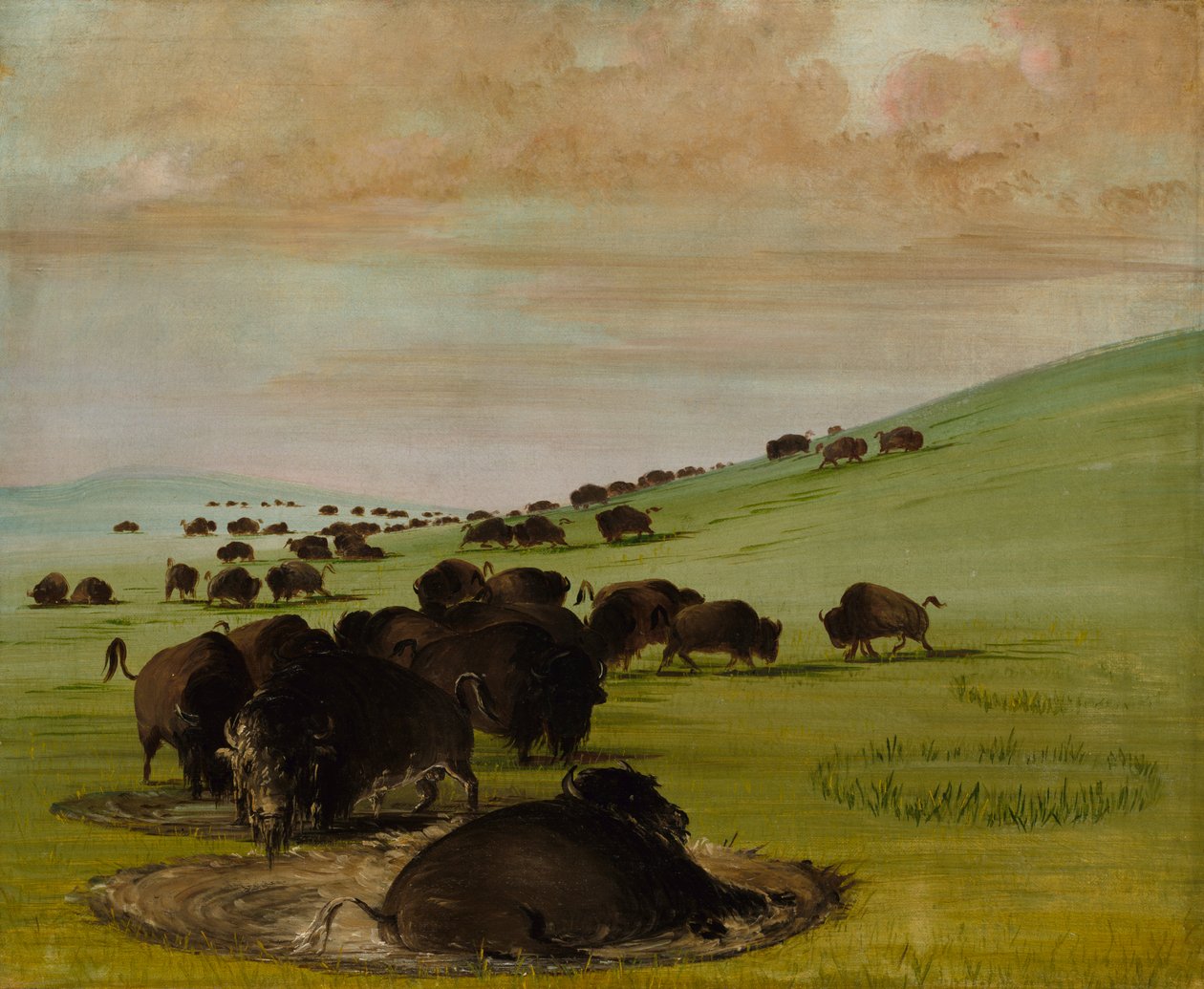 Taureaux de buffles dans une mare - George Catlin