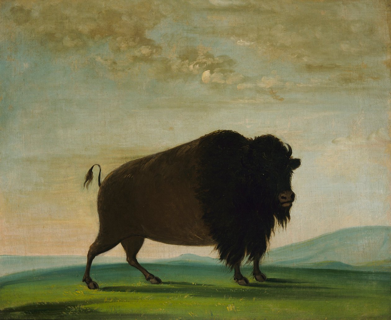 Vache buffle, pâturage dans la prairie - George Catlin