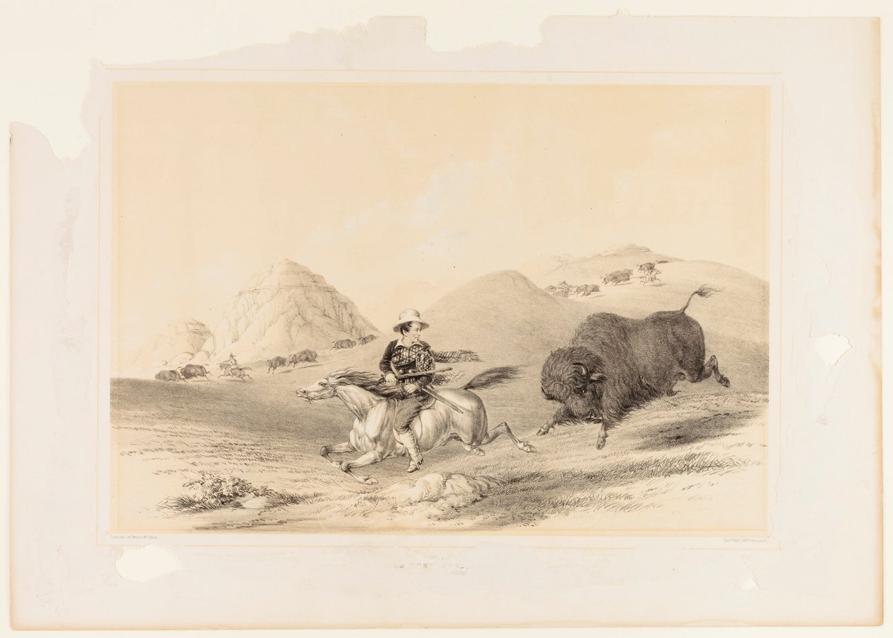 Buffalo Hunt Chasing Back no. 12 - George Catlin