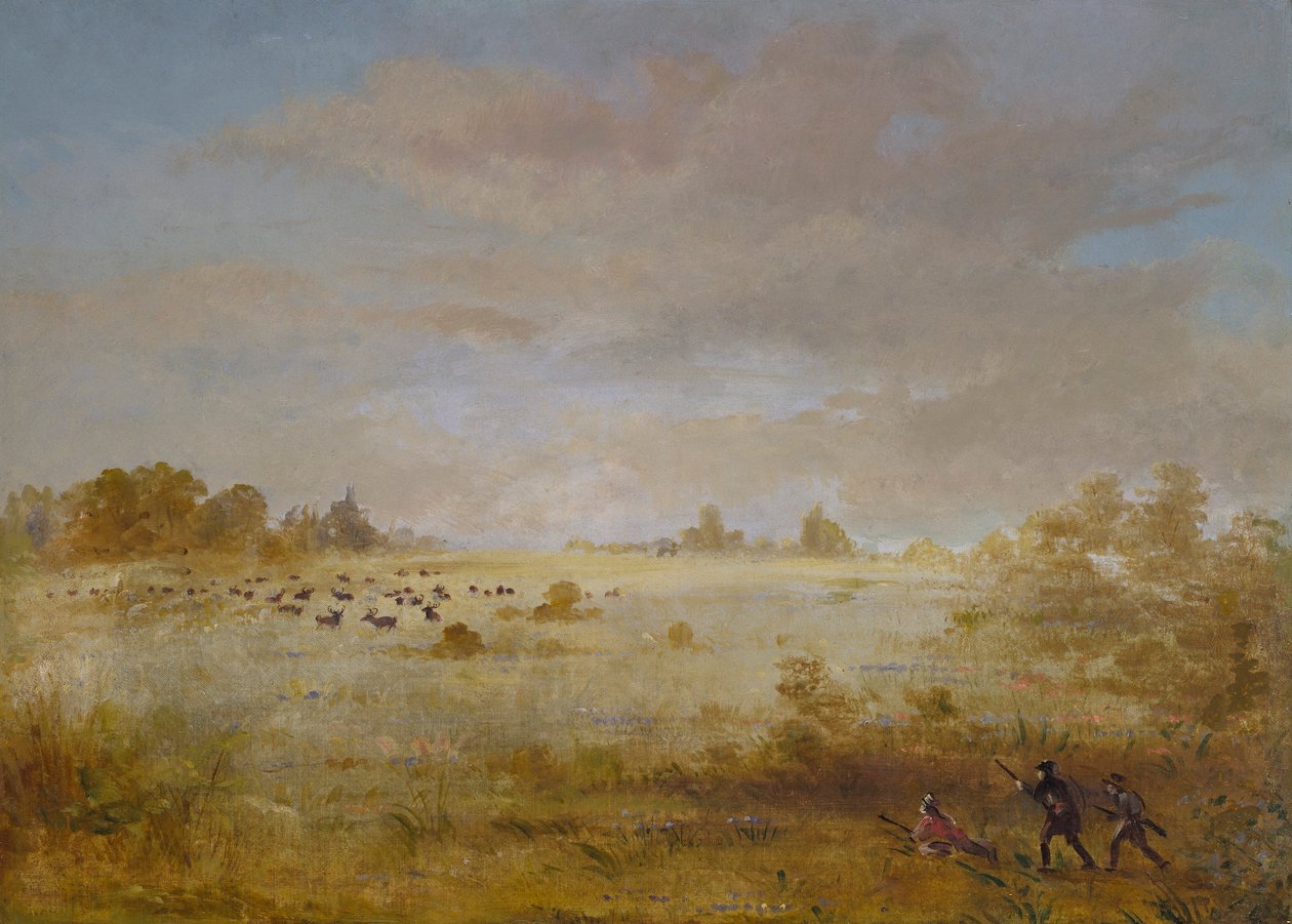 Elan en train de brouter dans une prairie d