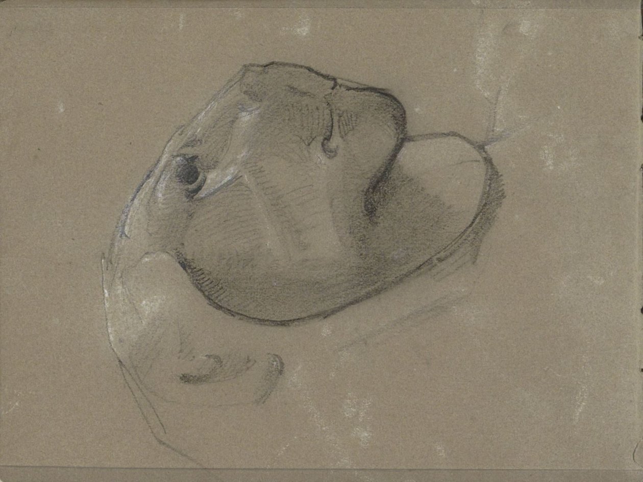Tête de lion, probablement d