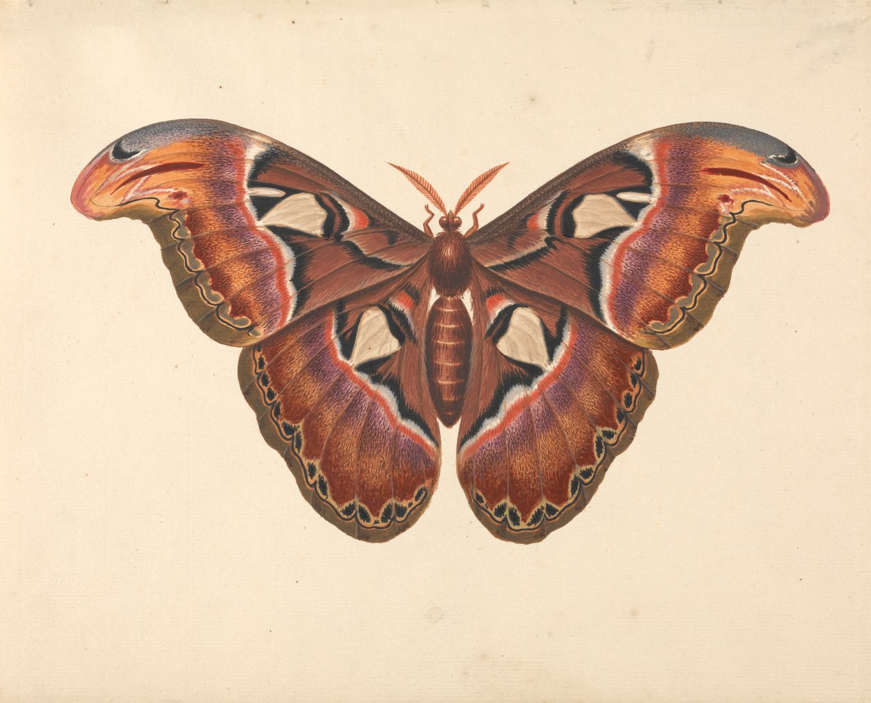 Papillon Atlas - George Edwards